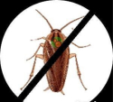 KRISOFF Zwalczanie karaluchów