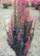 Berberys Thunberga Red Rocket 30-50 cm krzew