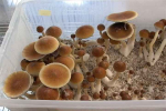 Pełna oferta grzybów Psilocybe Cubensis