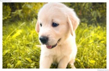 Szczenięta Golden Retriever