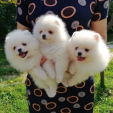 Szczeniaki rasy pomeranian